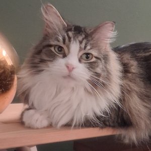 petunia