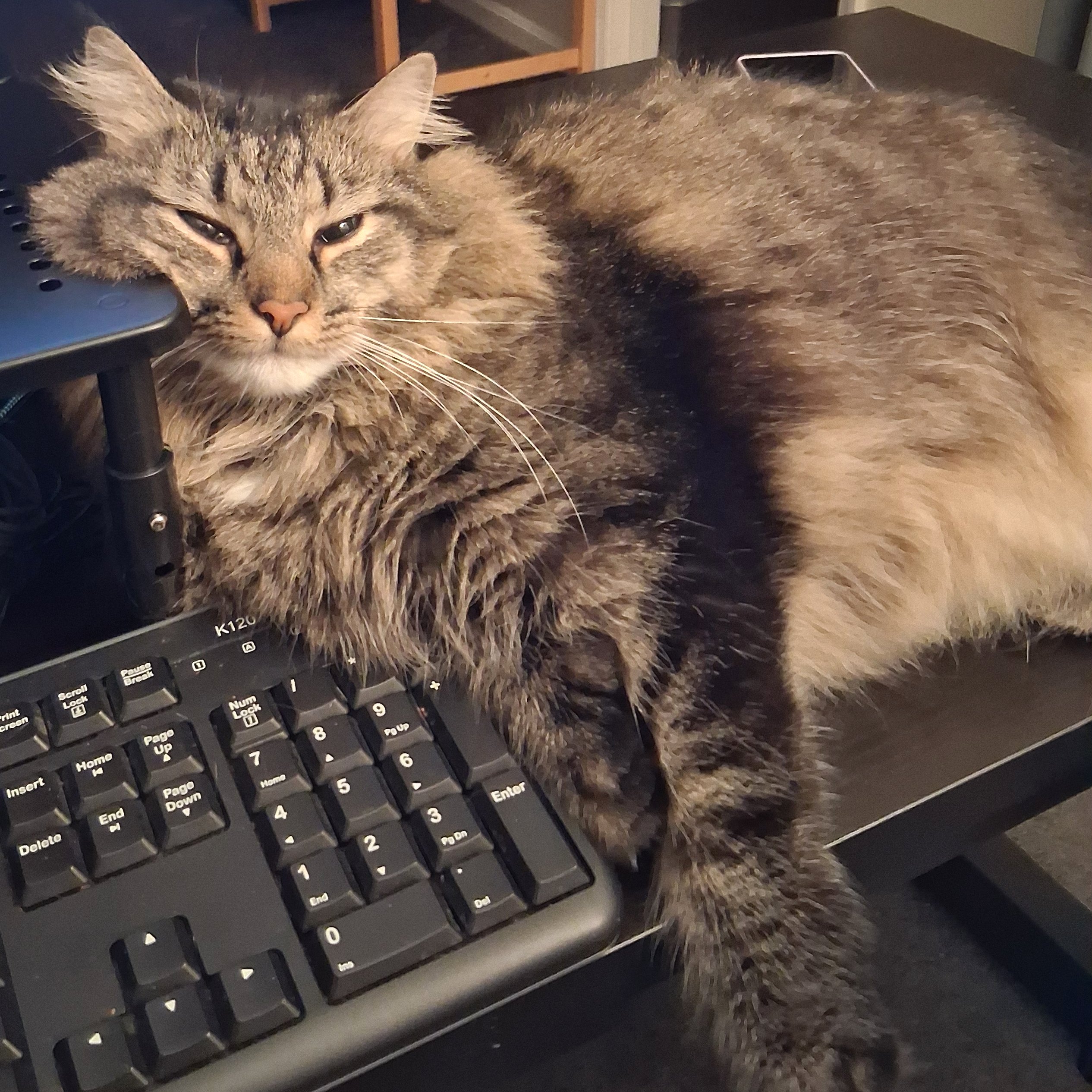 LinktoUtterHogwash