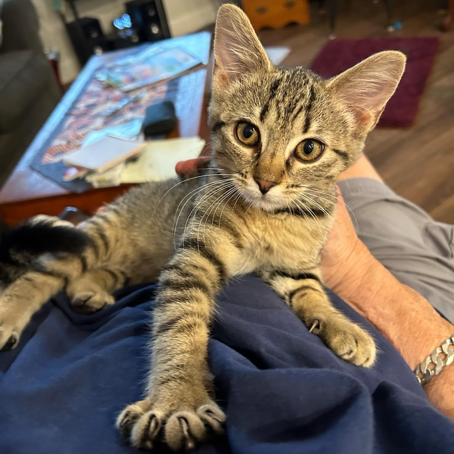 kitten