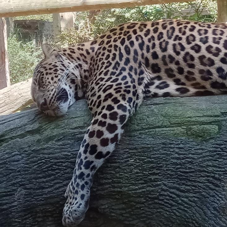 leopard